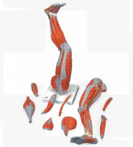 Modelo anatómico Perna com músculos destacáveis 9 partes