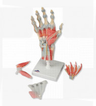 Modelo anatómico Esqueleto da mão com ligamentos e músculos