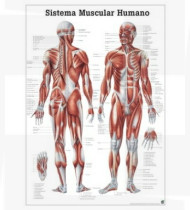Poster 70x100cm do sistema muscular