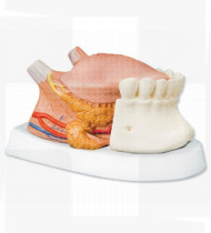 Modelo anatómico Modelo de língua, 2.5 x tamanho natural 4 partes