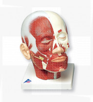 Modelo anatómico Musculatura da cabeça