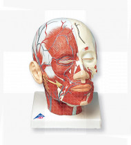 Modelo anatómico Musculatura da cabeça com vasos sanguíneos