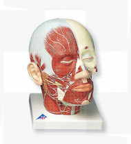 Modelo anatómico Musculatura da cabeça com adição de nervos