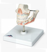 Modelo anatómico Dentição de leite