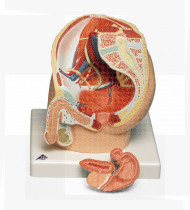 Modelo anatómico Aparelho reprodutor masculino