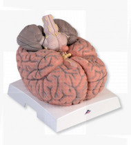 Modelo anatómico Cérebro gigante, 2.5 vezes o tamanho natural 14 partes
