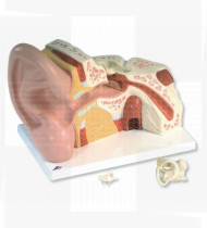 Modelo anatómico Ouvido Gigante, 5 vezes o tamanho natural 3 partes