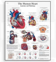 Póster O Coração Humano - Anatomia e Fisiologia
