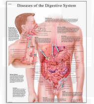 Póster As Doenças do Sistema Digestivo