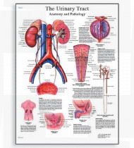 Póster O Trato Urinário - Anatomia e Fisiologia
