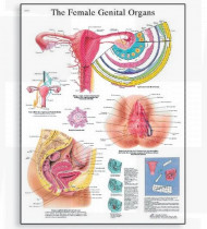 Póster Os órgãos genitais femininos, 50x67cm, Versão Papel