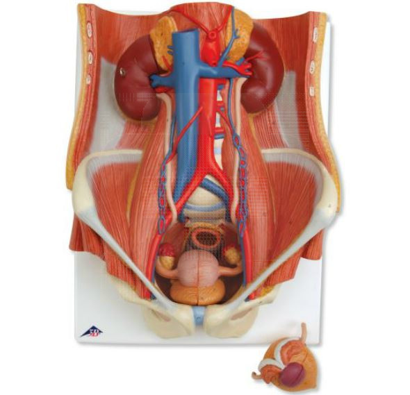 Utilmédica Lda Modelo Anatómico Sistema Urinário Masculino E Feminino 9912